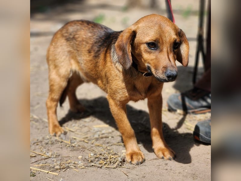 Der kleine Baldur sucht unbedingt seine Familie