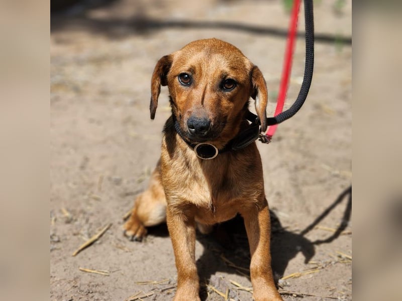 Der kleine Baldur sucht unbedingt seine Familie