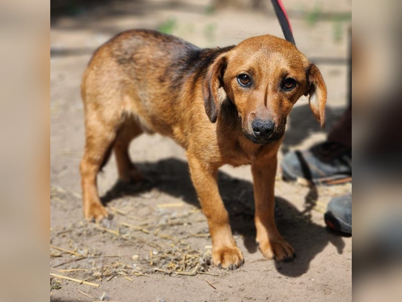 Der kleine Baldur sucht unbedingt seine Familie