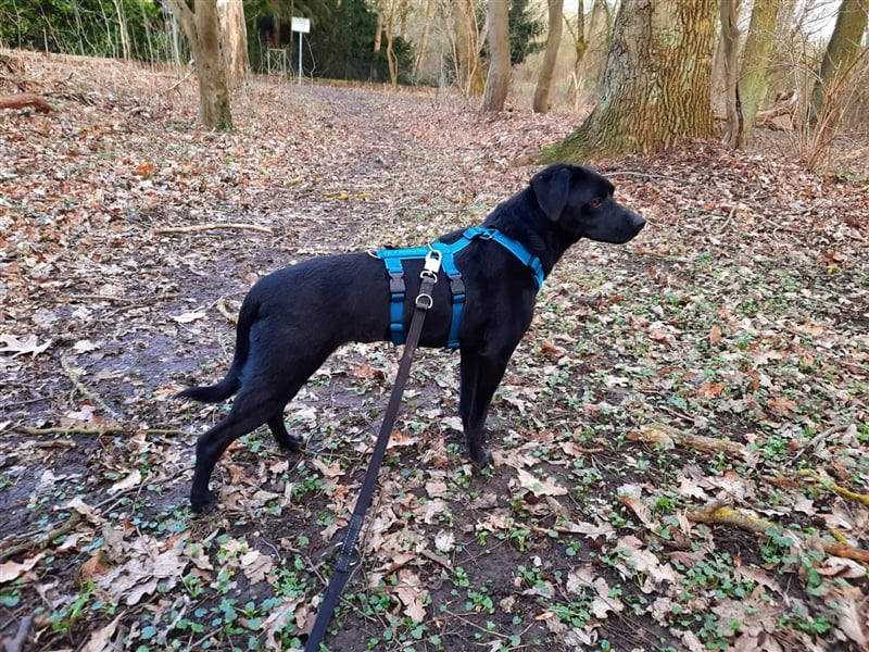 Freya, liebe Mischlingshündin in 31319 Sehnde