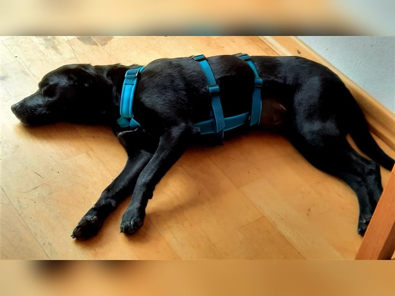 Freya, liebe Mischlingshündin in 31319 Sehnde