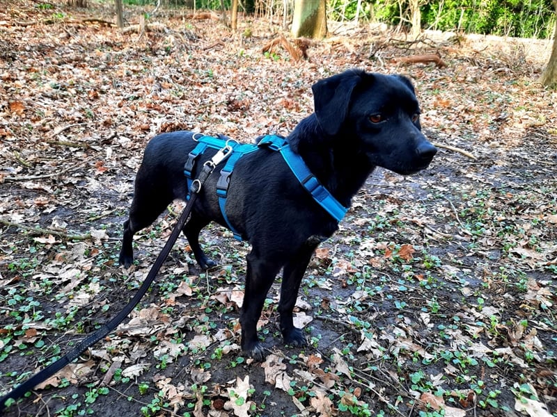 Freya, liebe Mischlingshündin in 31319 Sehnde