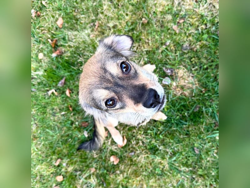 Niabi - ist verschmust