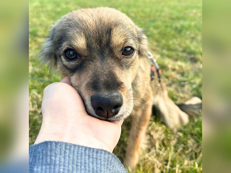 Niabi - ist verschmust