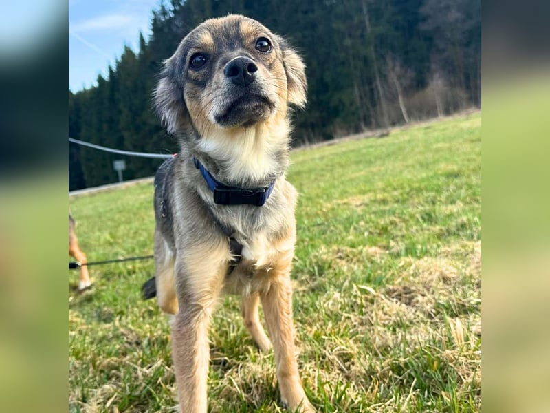 Niabi - ist verschmust