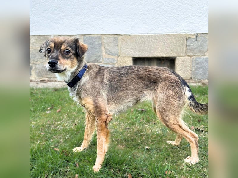 Niabi - ist verschmust