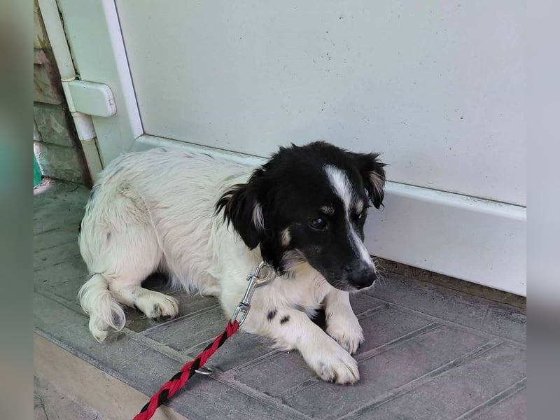 Picúr sucht ein Zuhause