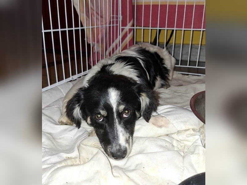 Picúr sucht ein Zuhause
