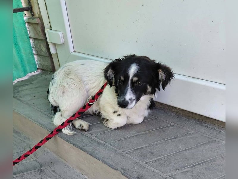 Picúr sucht ein Zuhause