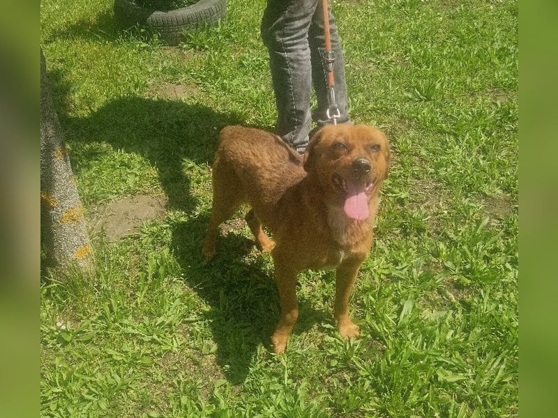 Ruppert sucht ein Zuhause