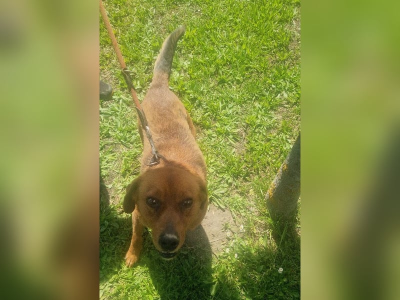Ruppert sucht ein Zuhause