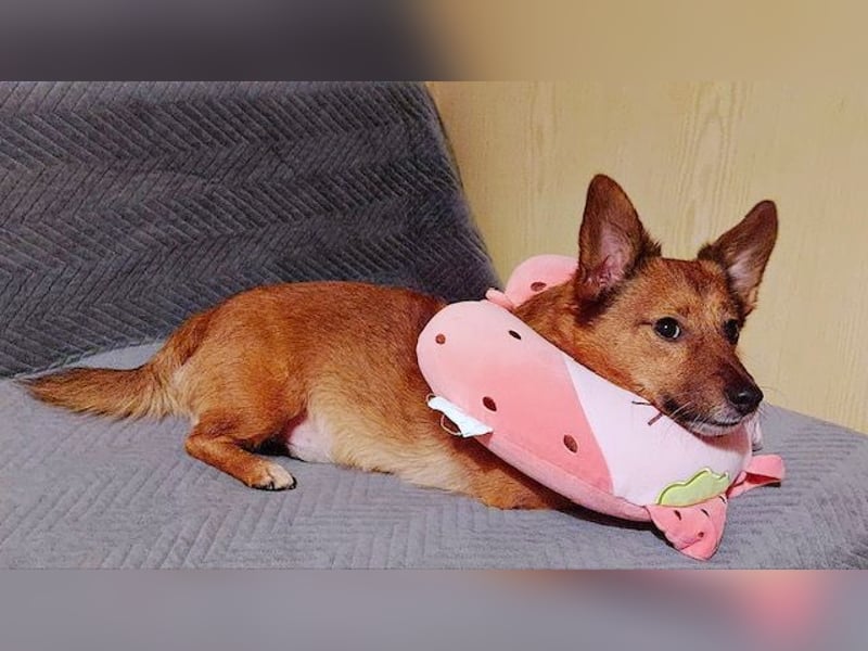 Lass ein Wintermärchen war werden!