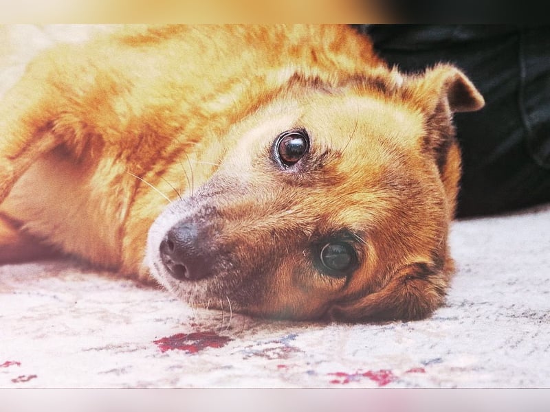 Lass ein Wintermärchen war werden!