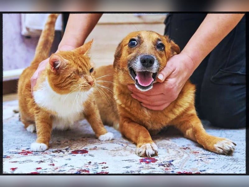 Lass ein Wintermärchen war werden!