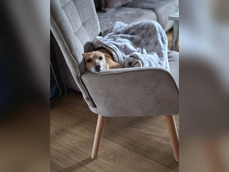 LIEBE TS HÜNDIN ELLI