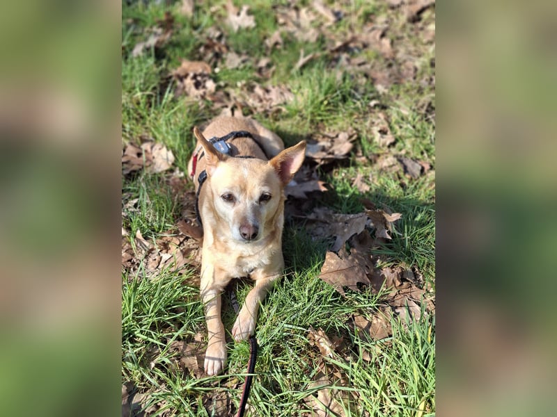 LIEBE TS HÜNDIN ELLI