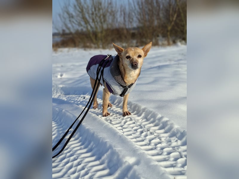 LIEBE TS HÜNDIN ELLI