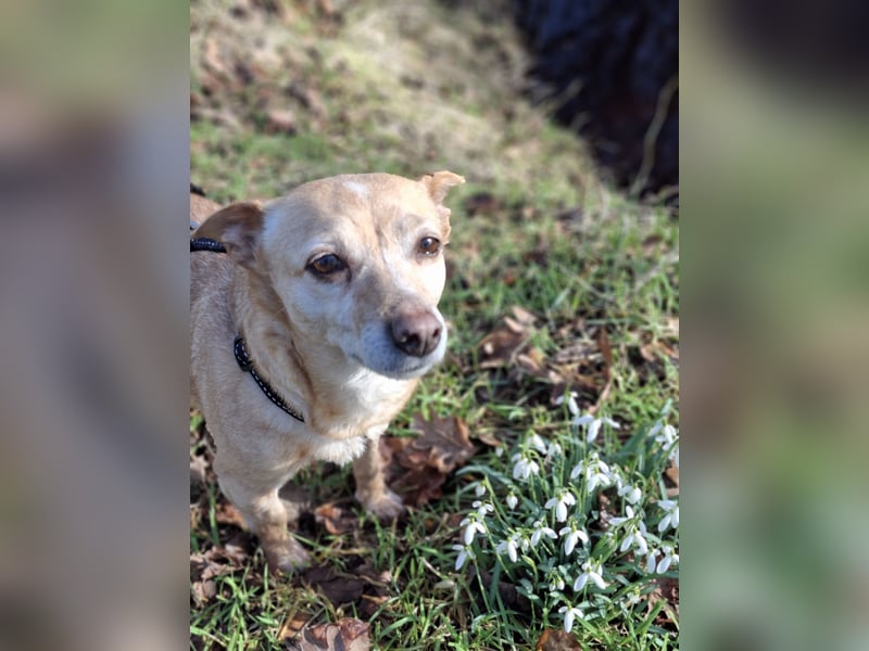 LIEBE TS HÜNDIN ELLI