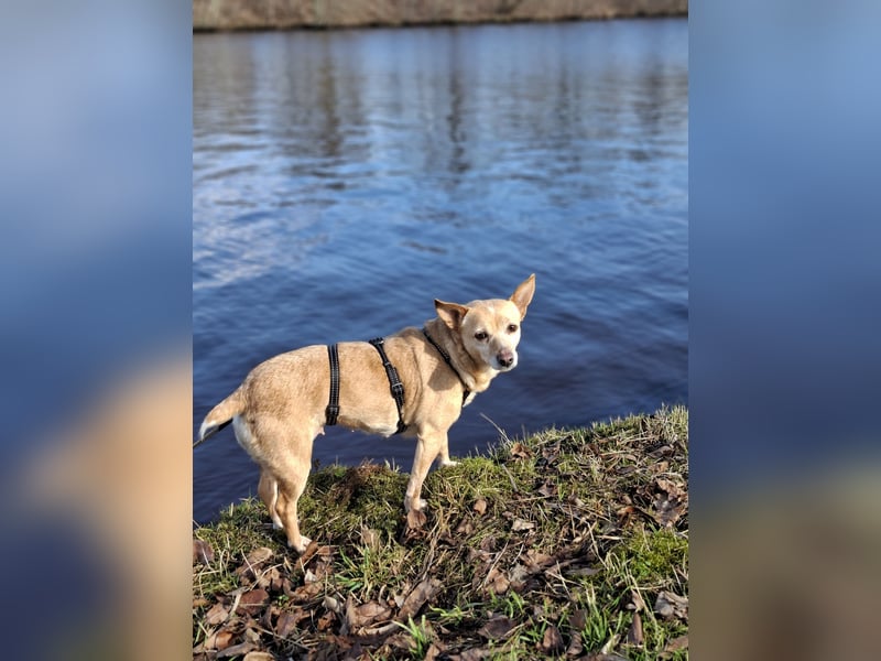 LIEBE TS HÜNDIN ELLI