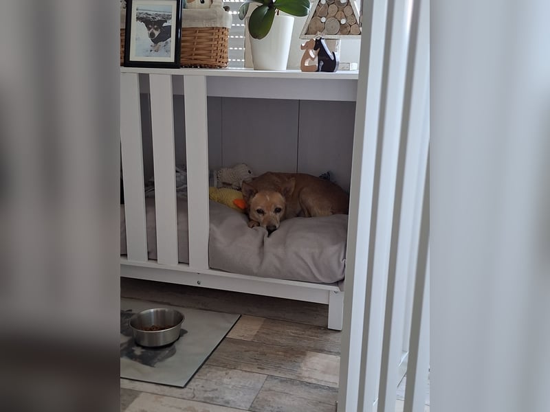 LIEBE TS HÜNDIN ELLI