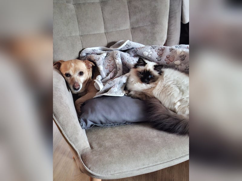 LIEBE TS HÜNDIN ELLI