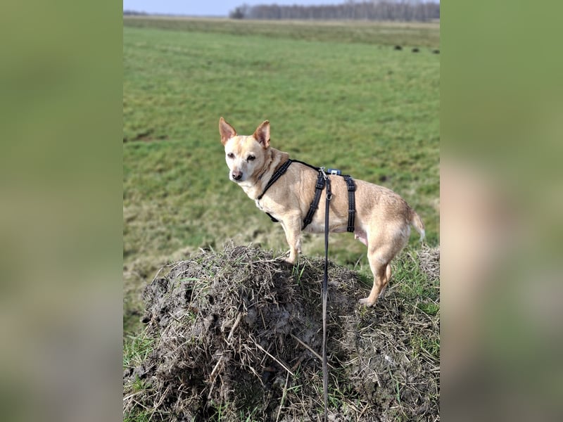 LIEBE TS HÜNDIN ELLI