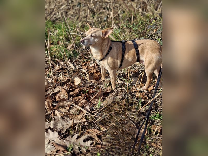 LIEBE TS HÜNDIN ELLI