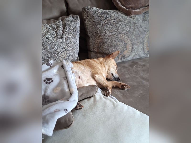 LIEBE TS HÜNDIN ELLI