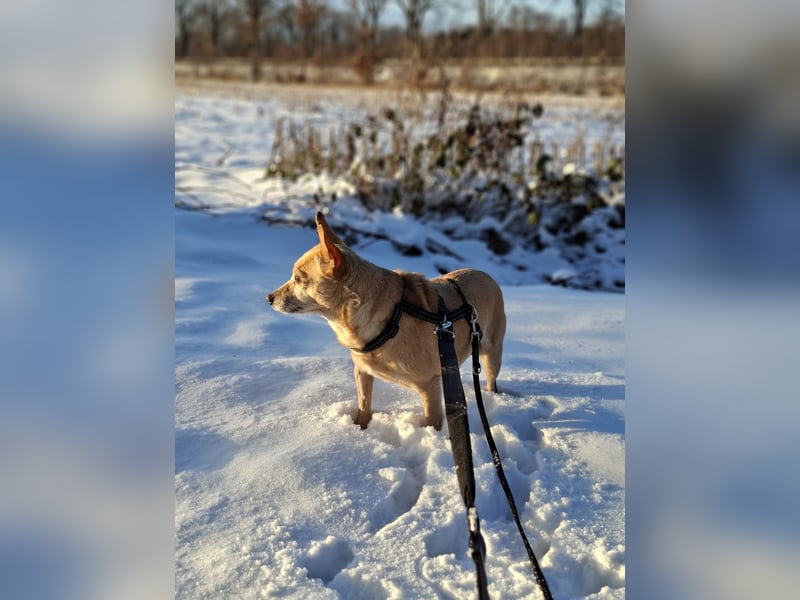 LIEBE TS HÜNDIN ELLI