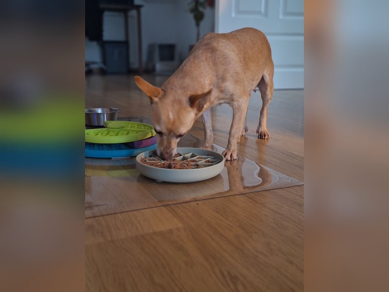 LIEBE TS HÜNDIN ELLI