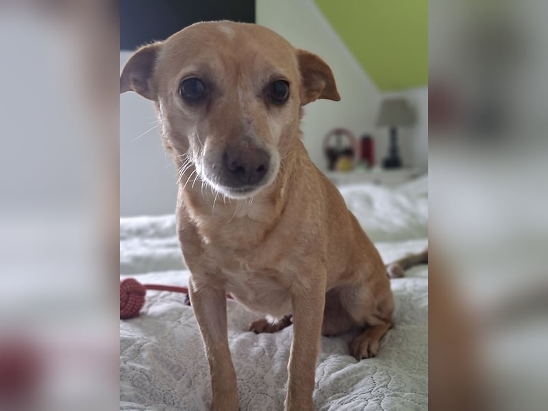 LIEBE TS HÜNDIN ELLI