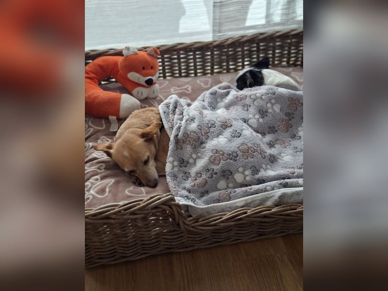 LIEBE TS HÜNDIN ELLI