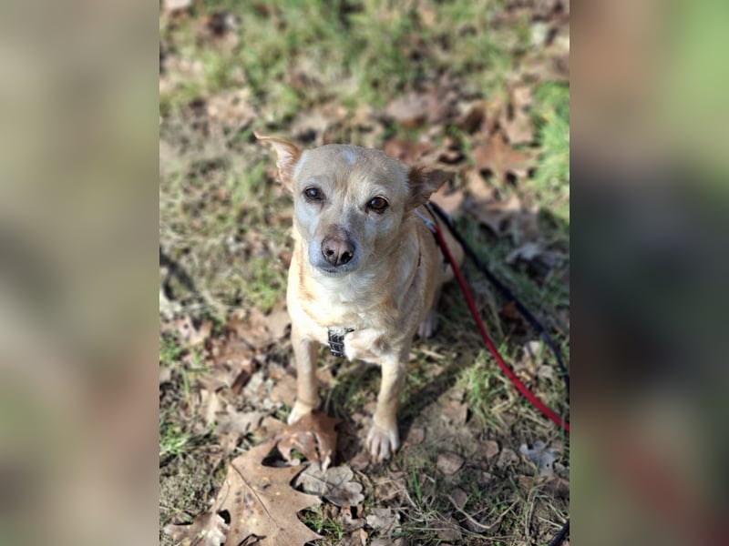 LIEBE TS HÜNDIN ELLI