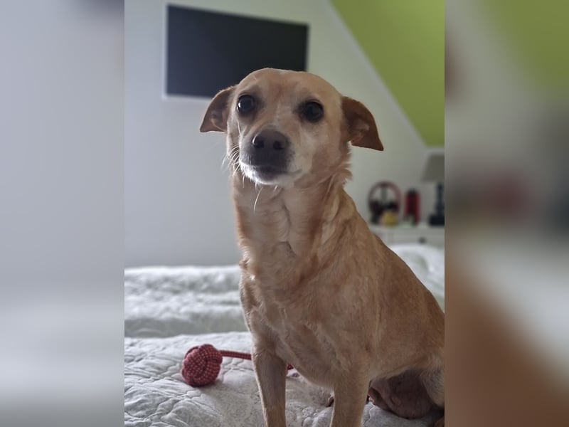 LIEBE TS HÜNDIN ELLI