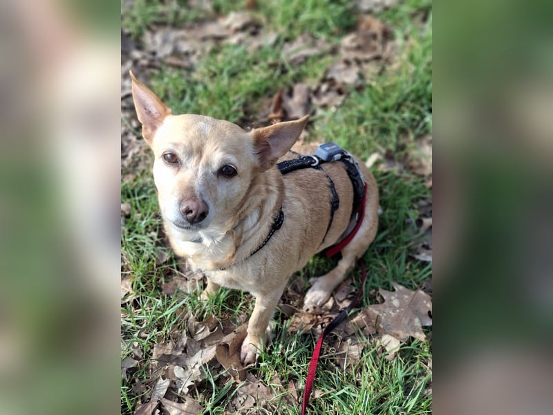 LIEBE TS HÜNDIN ELLI