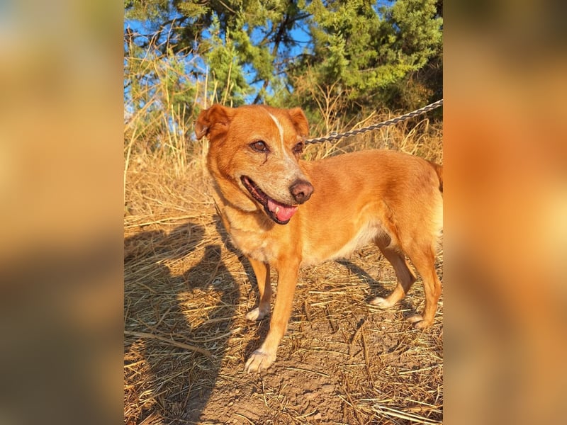 Charmante Hundeomi Ginger sucht liebevolle Menschen