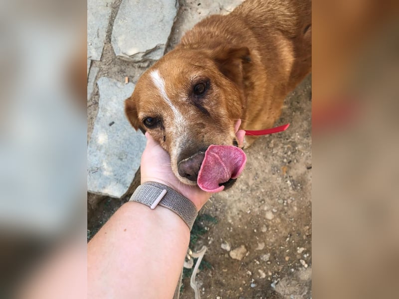 Charmante Hundeomi Ginger sucht liebevolle Menschen