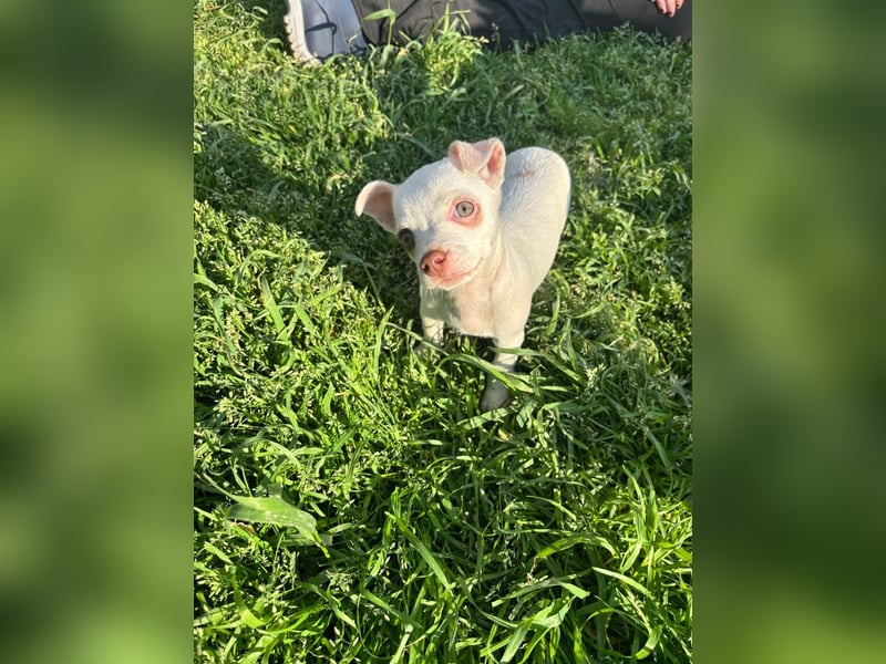 Marie - zuckersüßes Welpenmädchen sucht ihr Zuhause