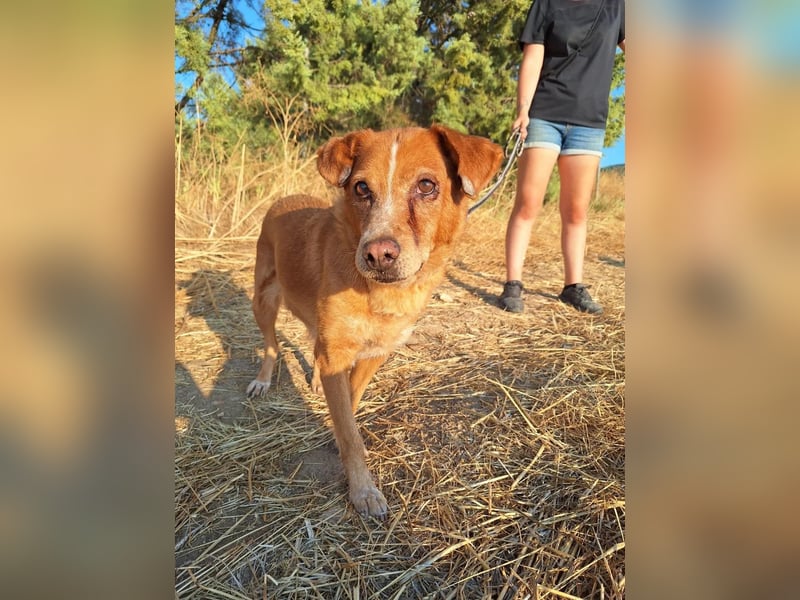 Charmante Hundeomi Ginger sucht liebevolle Menschen