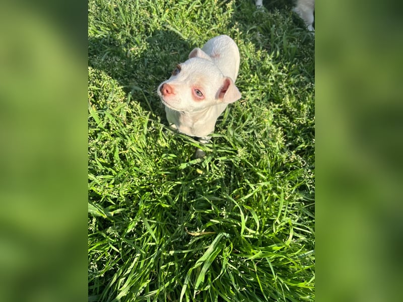 Marie - zuckersüßes Welpenmädchen sucht ihr Zuhause