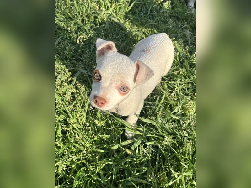 Marie - zuckersüßes Welpenmädchen sucht ihr Zuhause