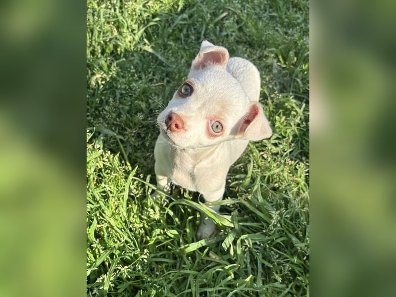 Marie - zuckersüßes Welpenmädchen sucht ihr Zuhause