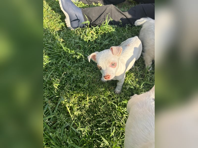 Marie - zuckersüßes Welpenmädchen sucht ihr Zuhause