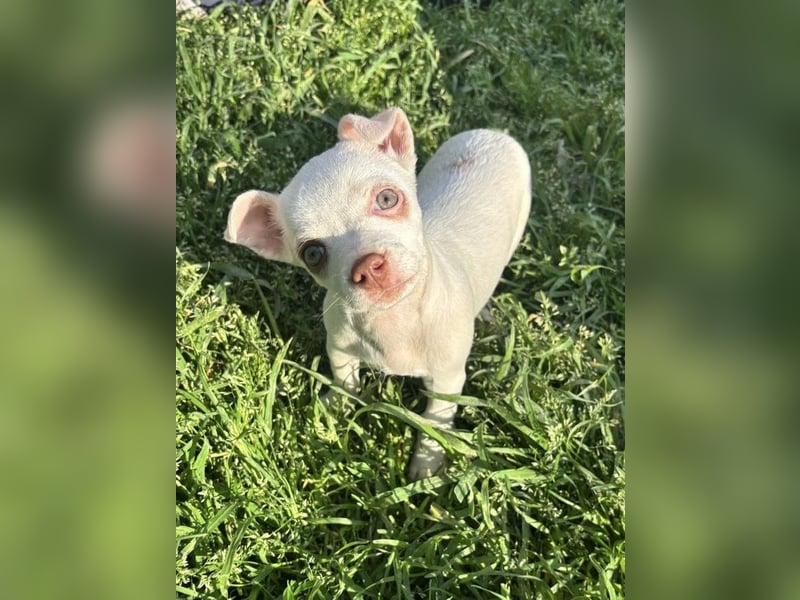 Marie - zuckersüßes Welpenmädchen sucht ihr Zuhause