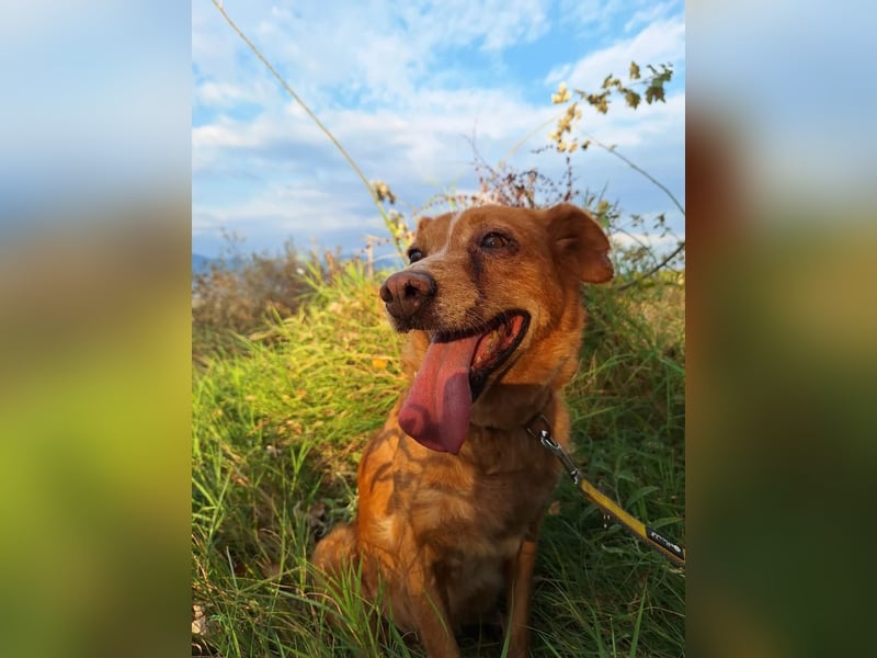 Charmante Hundeomi Ginger sucht liebevolle Menschen