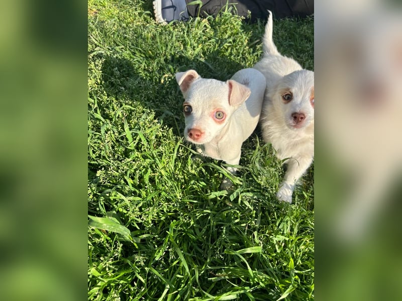 Marie - zuckersüßes Welpenmädchen sucht ihr Zuhause