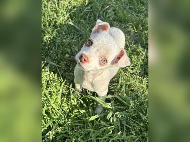 Zuckersüsses Welpenmädchen Marie sucht Ihr Zuhause