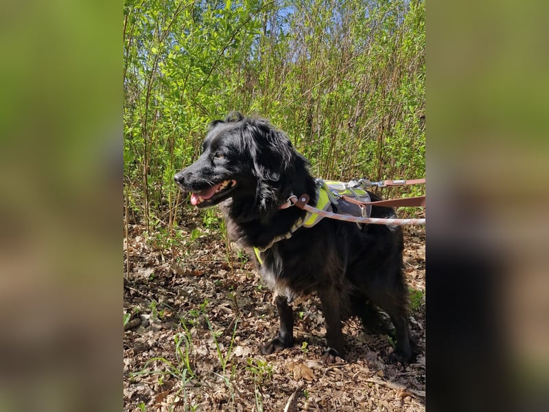 Nika sucht ein Zuhause