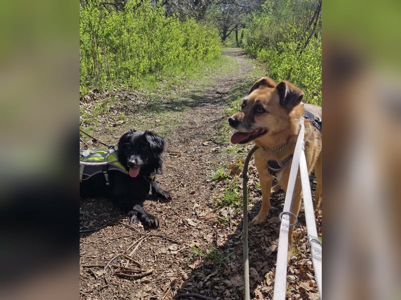 Lilo sucht ein Zuhause