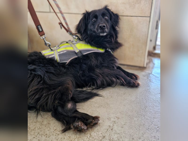 Nika sucht ein Zuhause